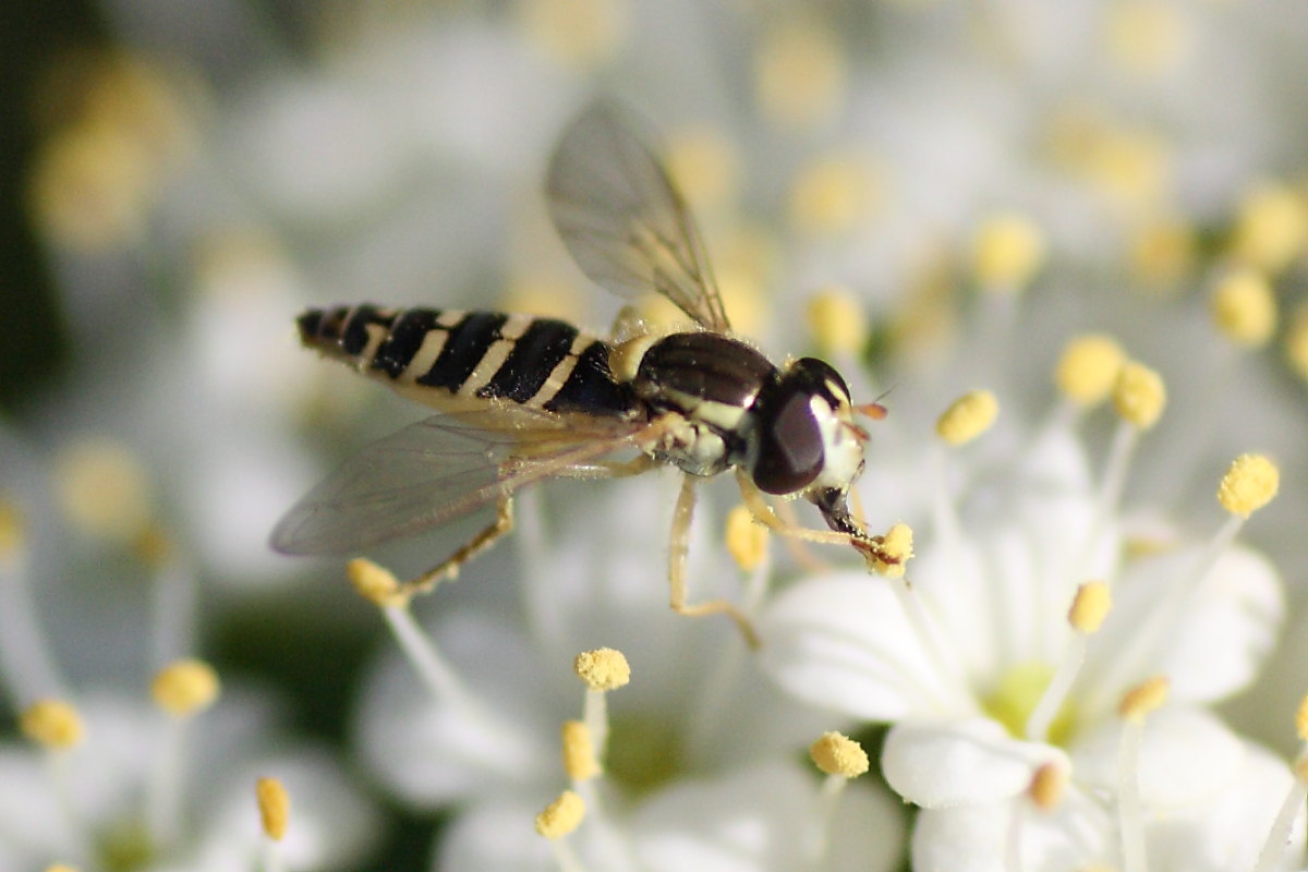 Sphaerophoria sp. (Syrphidae).