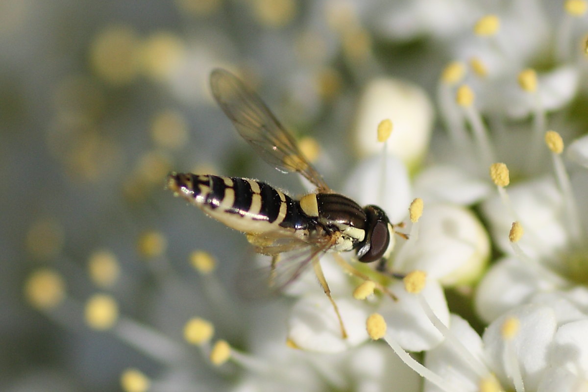 Sphaerophoria sp. (Syrphidae).