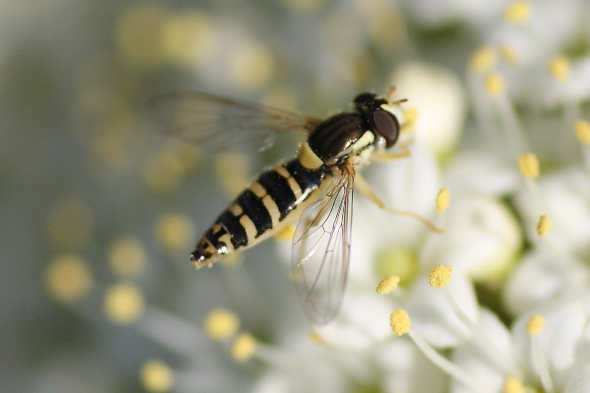 Sphaerophoria sp. (Syrphidae).