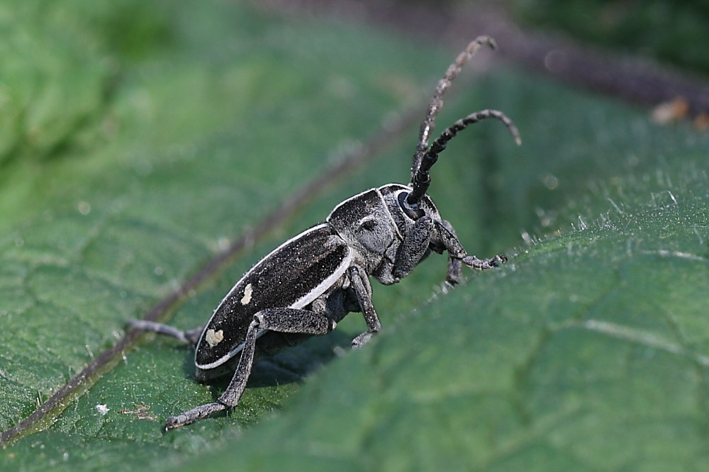 Dorcadion (Pedestredorcadion) arenarium marsicanum