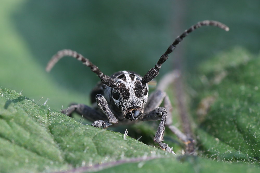 Dorcadion (Pedestredorcadion) arenarium marsicanum