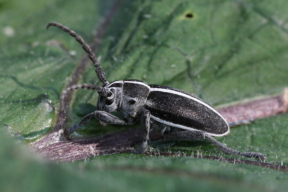 Dorcadion (Pedestredorcadion) arenarium marsicanum