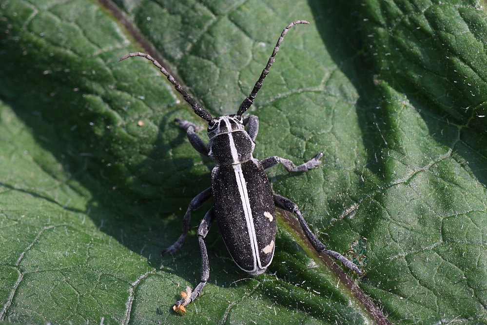 Dorcadion (Pedestredorcadion) arenarium marsicanum
