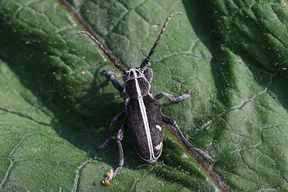 Dorcadion (Pedestredorcadion) arenarium marsicanum