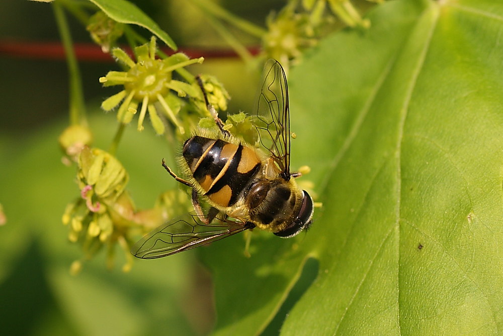 Myathropa florea (Syrphidae)