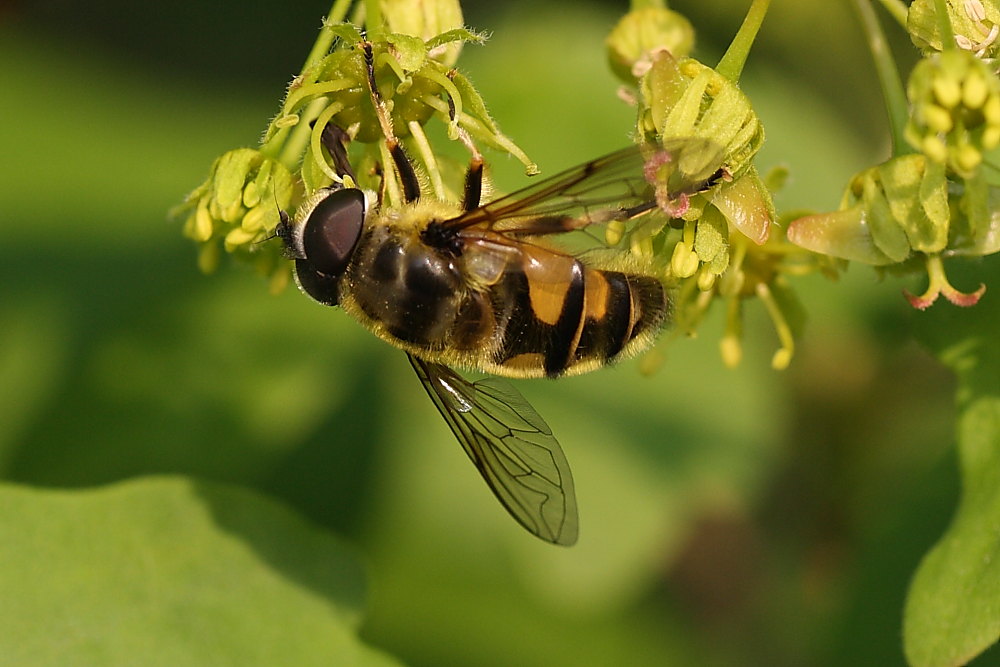 Myathropa florea (Syrphidae)