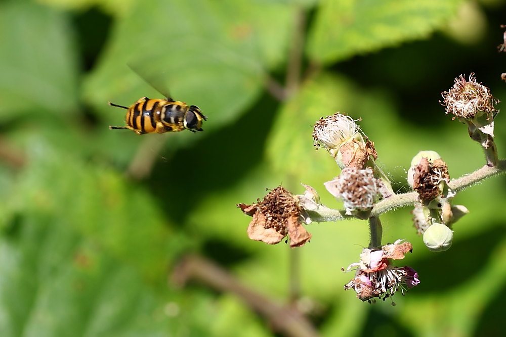 Myathropa florea (Syrphidae)