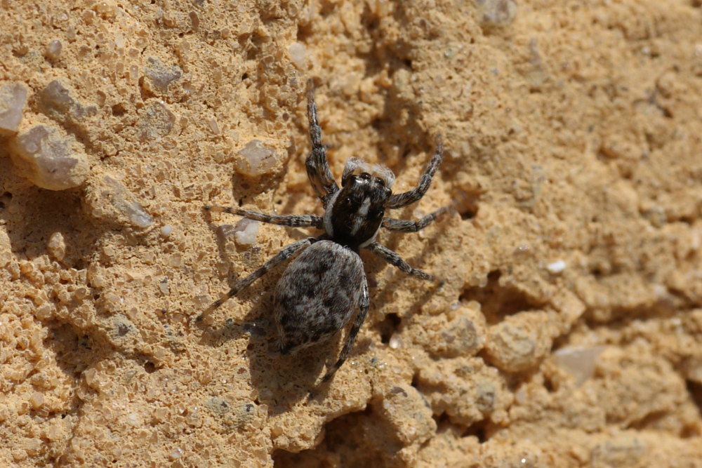 Menemerus semilimbatus