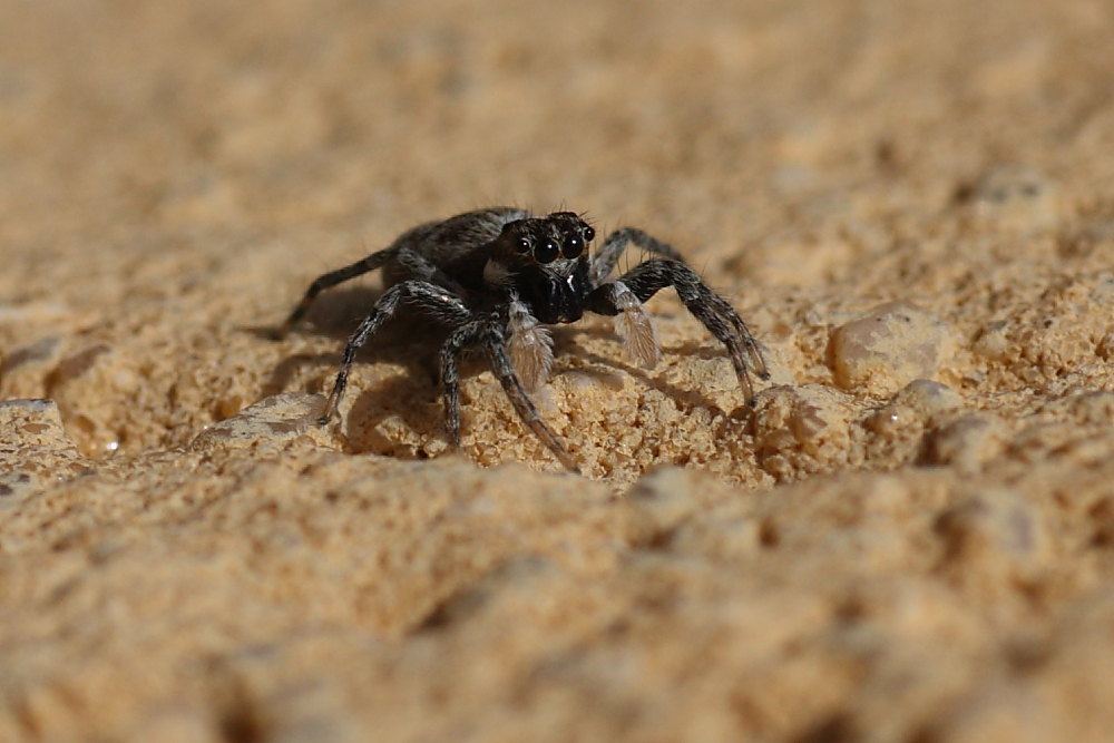 Menemerus semilimbatus
