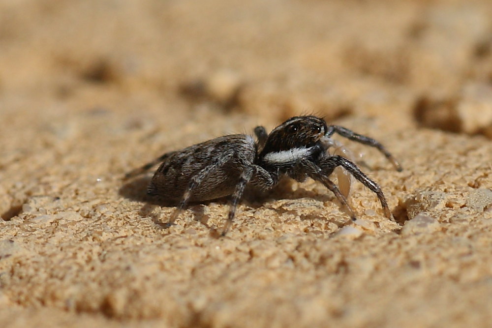 Menemerus semilimbatus
