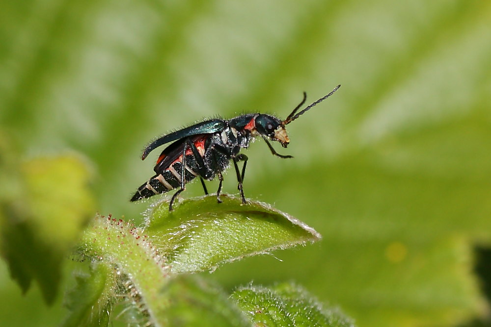 malachiidae: Malachius bipustulatus? No, femmina di Malachius australis