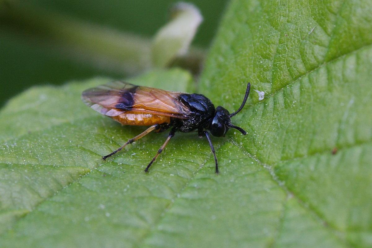 Argidae a confronto