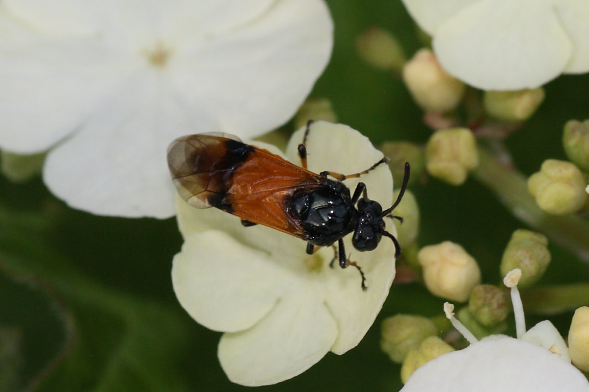 Argidae a confronto