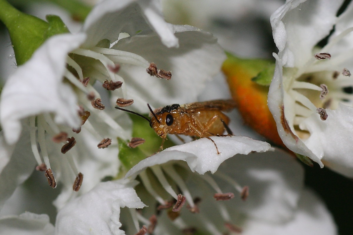 Athalia sp?