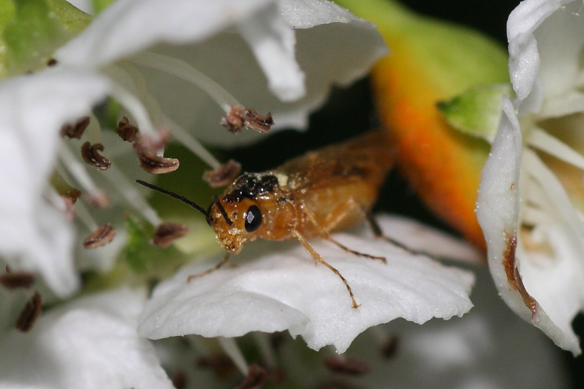 Athalia sp?