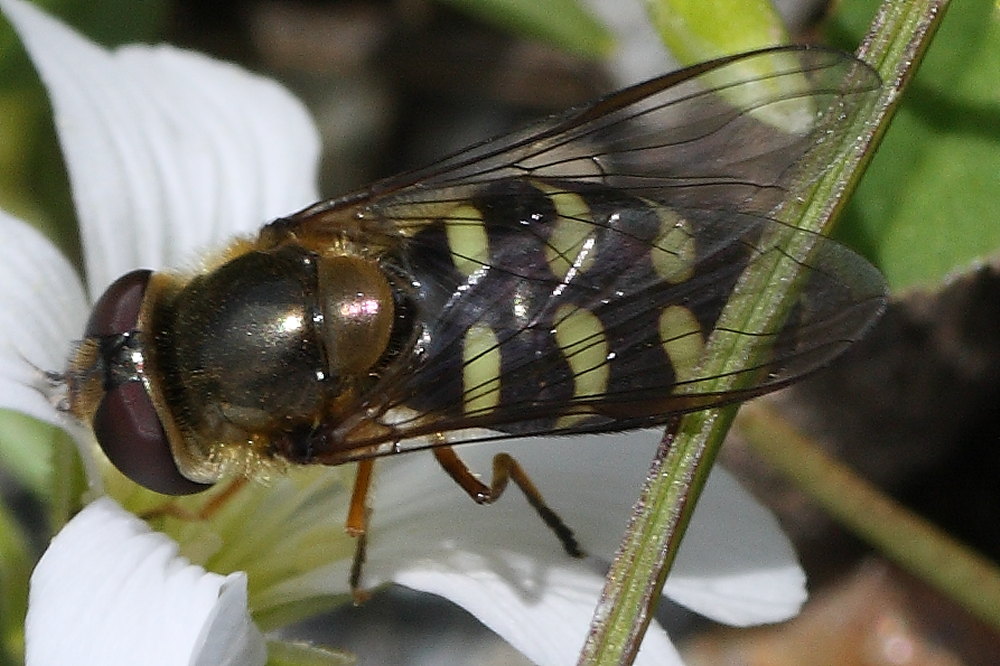 Sirfide d''alta quota: Scaeva selenitica (?)