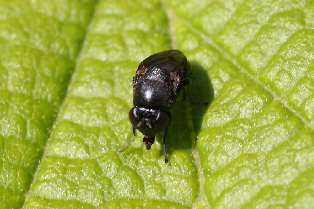Piccolo dittero 