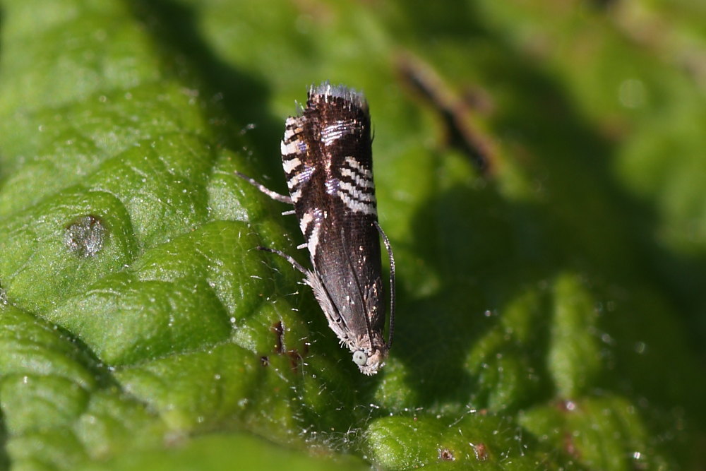 Grapholita compositella ?