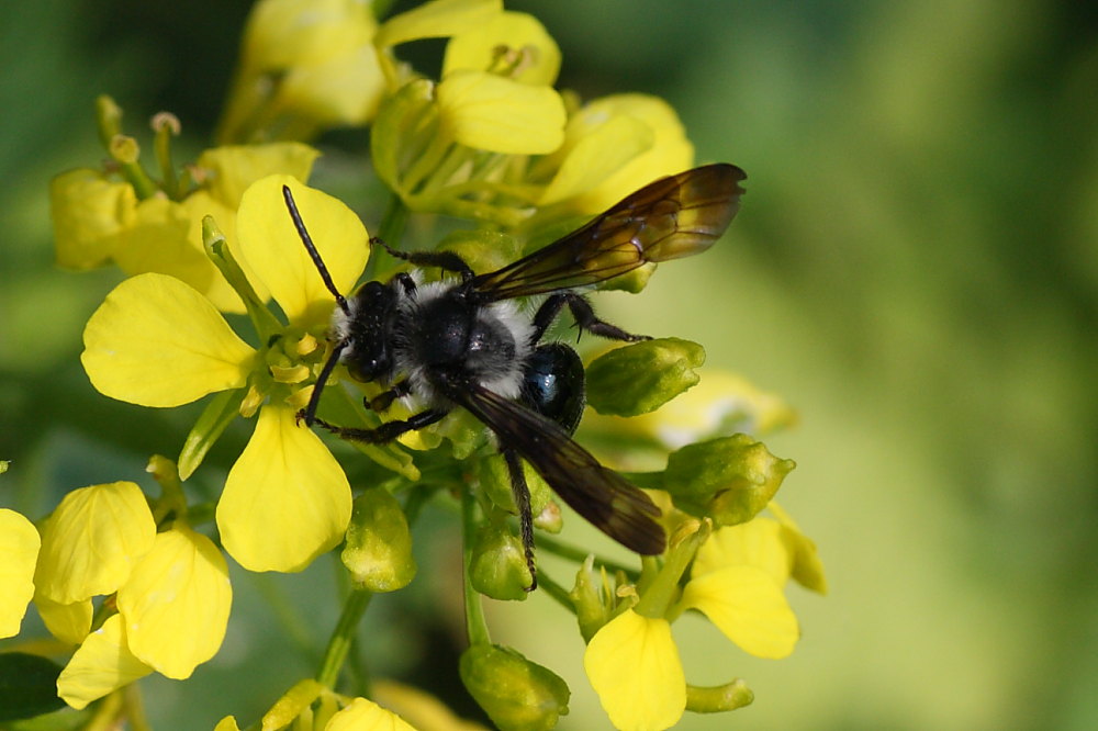 Andrena agilissima?
