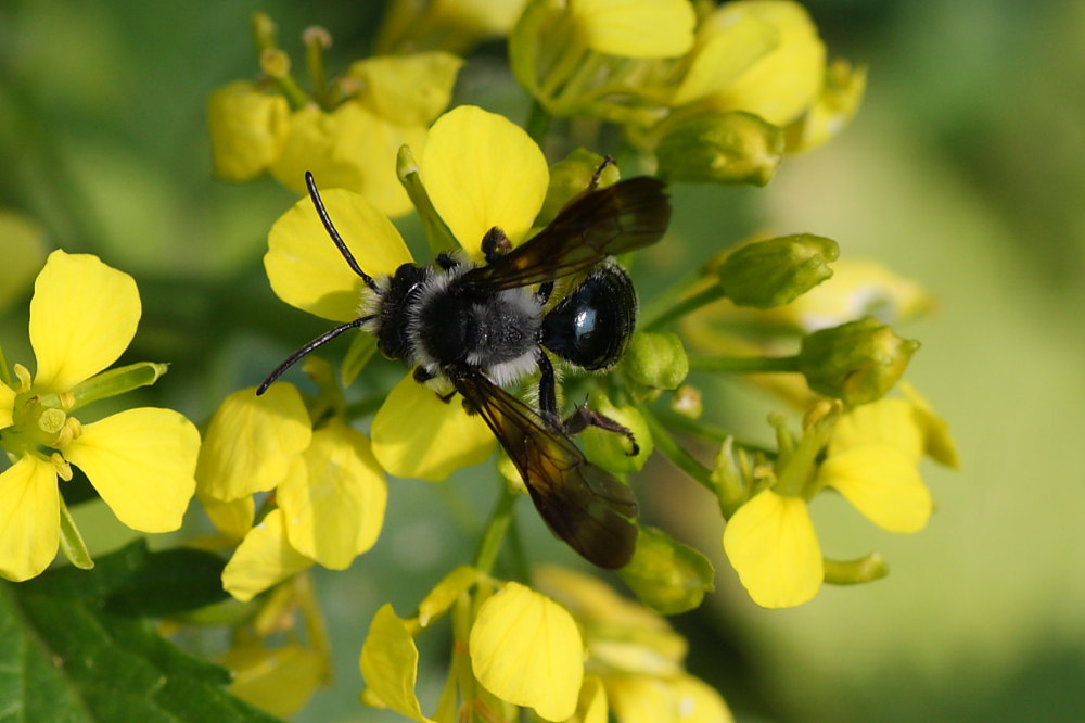 Andrena agilissima?