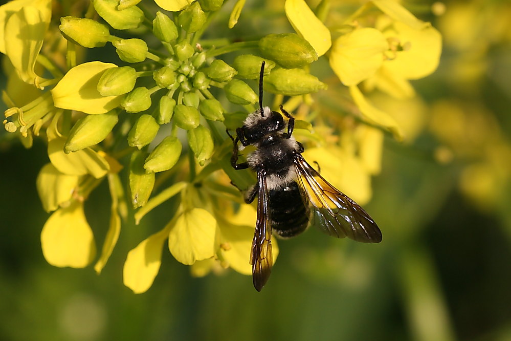 Andrena agilissima?