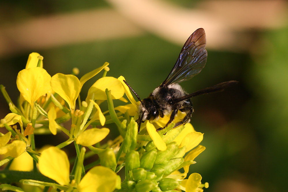 Andrena agilissima?