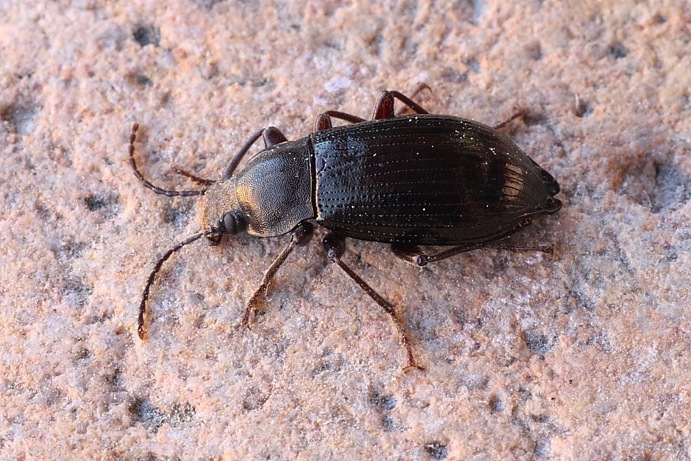 Stenomax aeneus