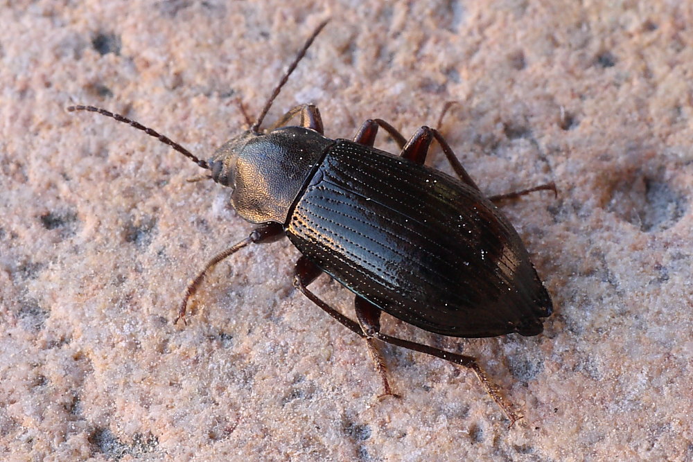 Stenomax aeneus