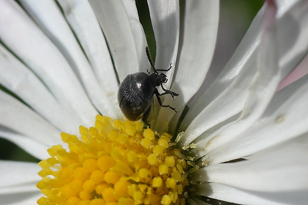 Chrysomelidae Bruchinae: cfr. Spermophagus sericeus