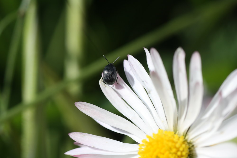 Chrysomelidae Bruchinae: cfr. Spermophagus sericeus