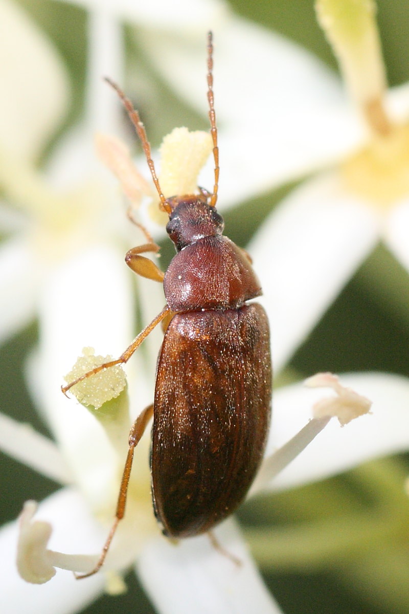 Tenebrionidae (Alleculinae)