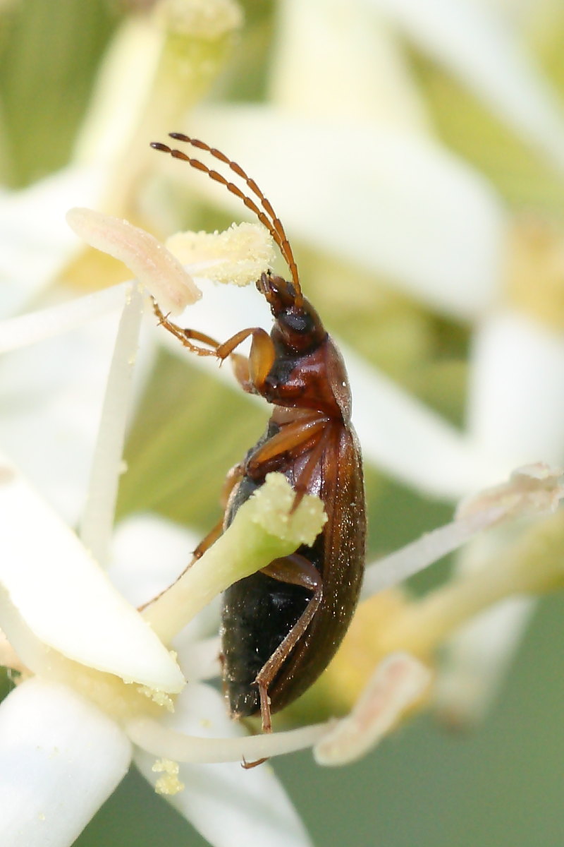 Tenebrionidae (Alleculinae)