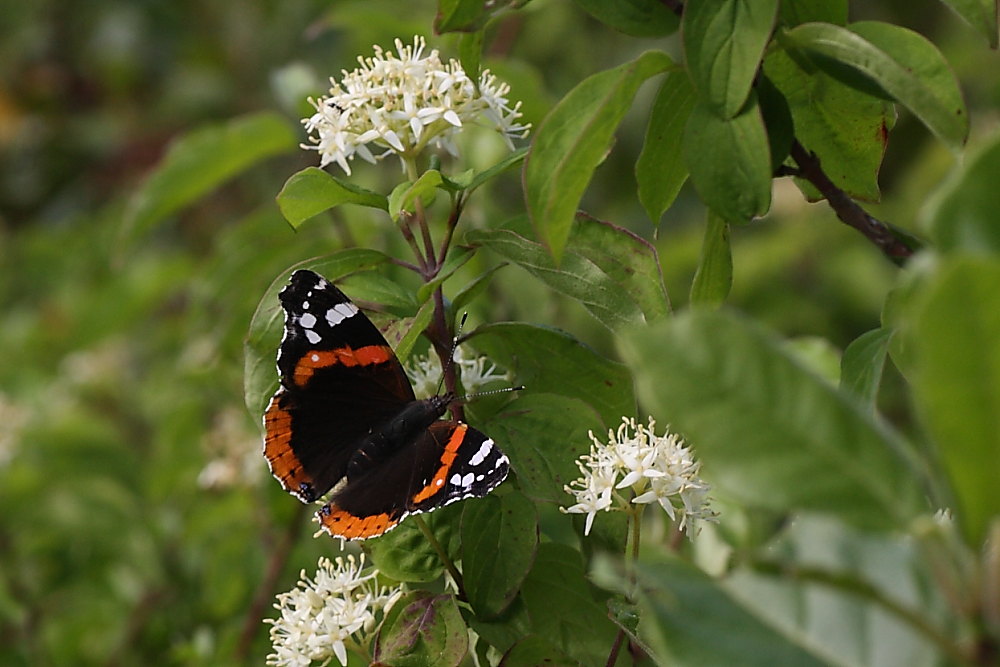 Vanessa atalanta un po'' particolare