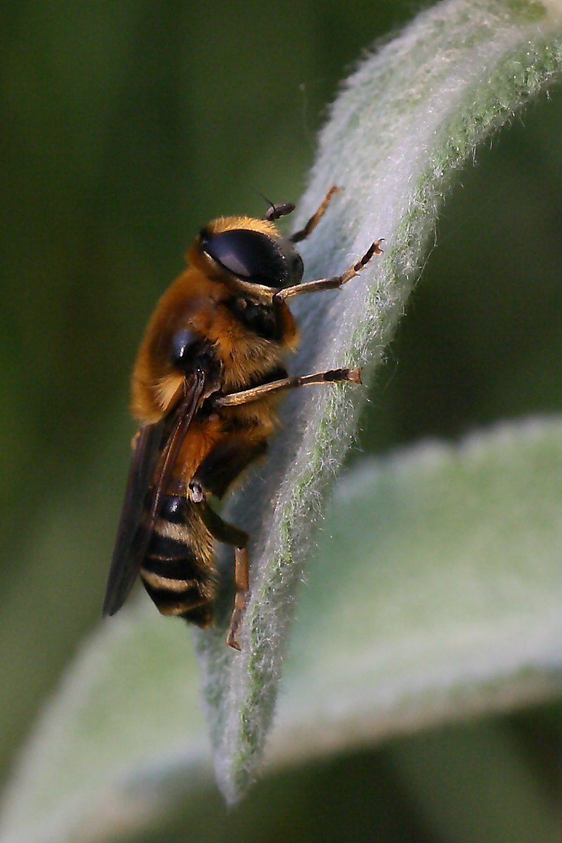Merodon sp. (Syrphidae)