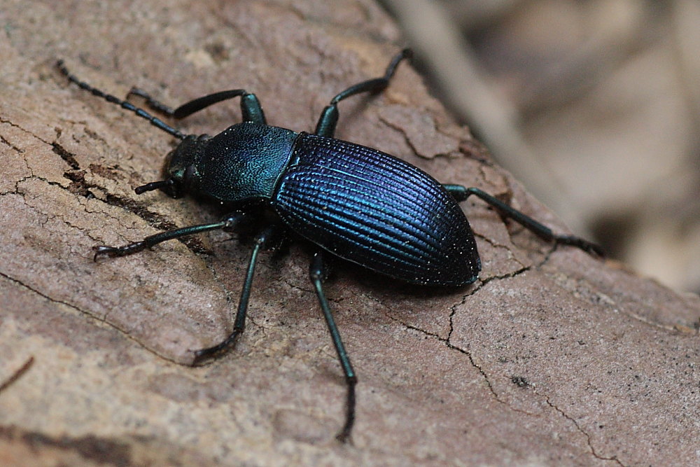 Accanthopus velikensis e Helops rossii mutilati