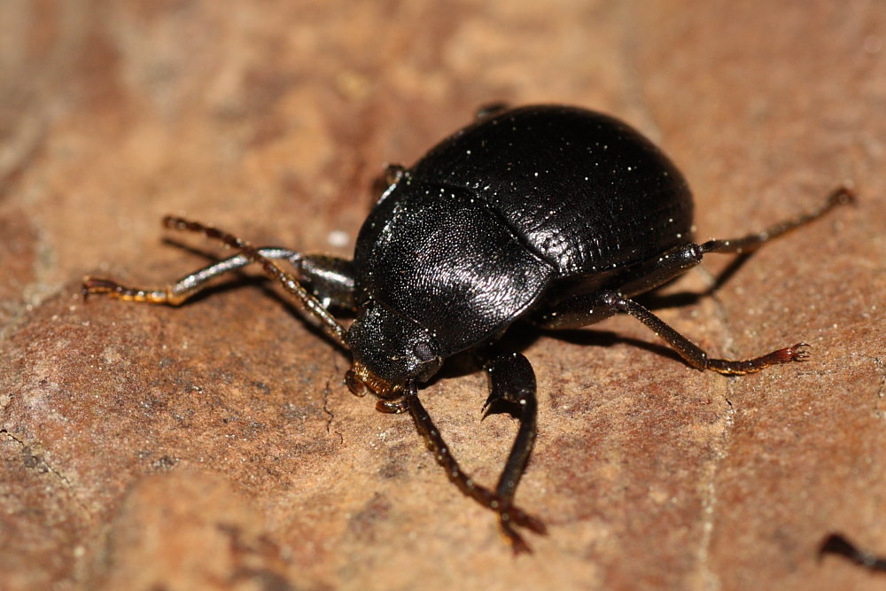 Accanthopus velikensis e Helops rossii mutilati