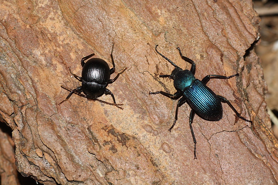 Accanthopus velikensis e Helops rossii mutilati