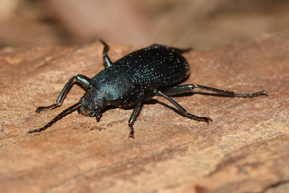 Accanthopus velikensis e Helops rossii mutilati