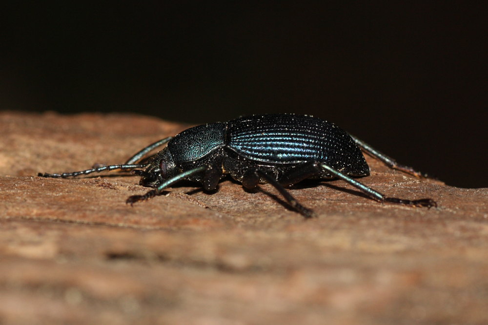 Accanthopus velikensis e Helops rossii mutilati