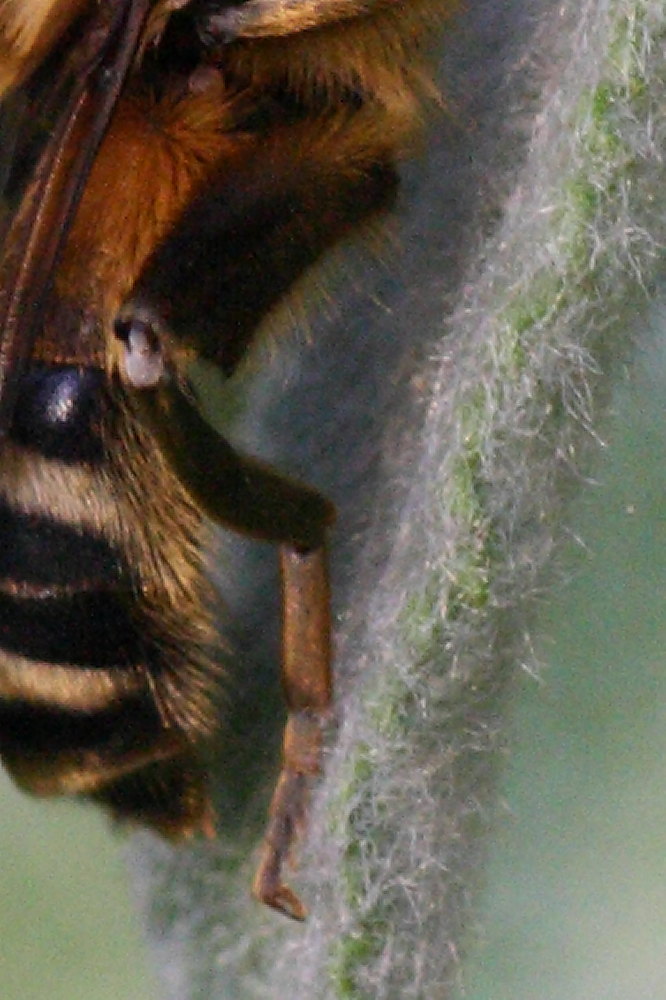 Merodon sp. (Syrphidae)