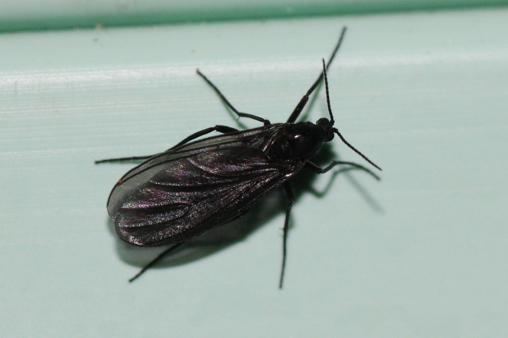 Da identificare 1