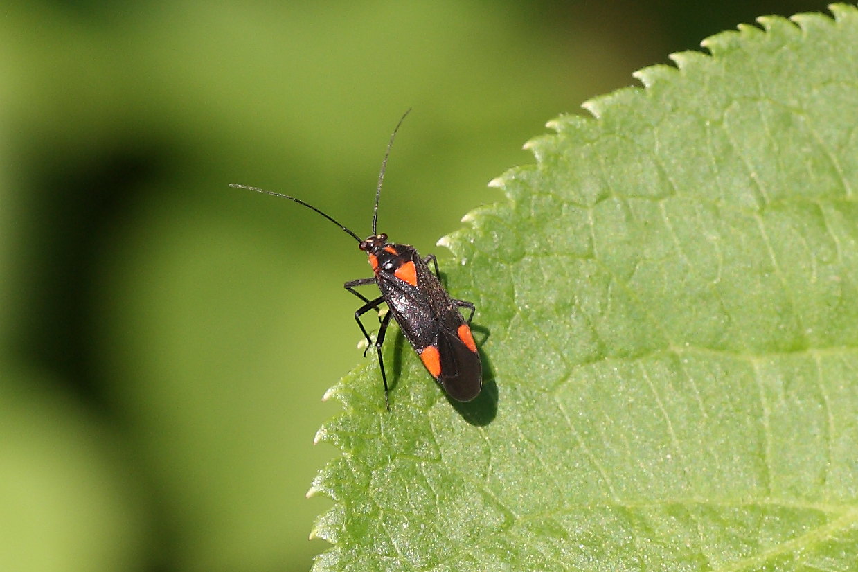 Miridae: Capsodes mat delle Marche (AN)