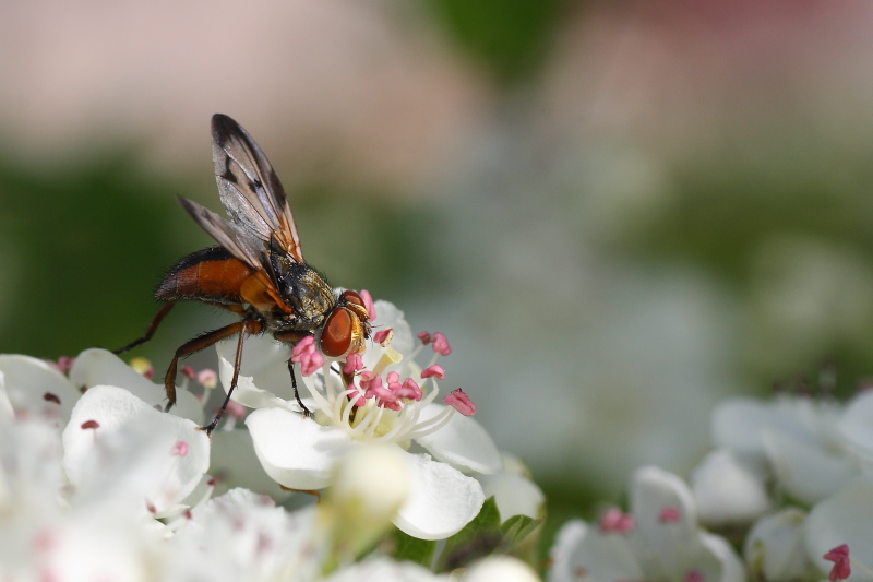 Ectophasia crassipennis