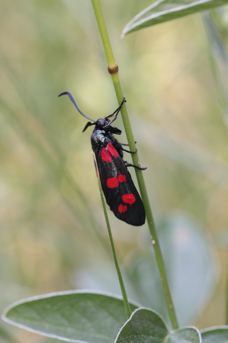 Zygaena filipendulae ?