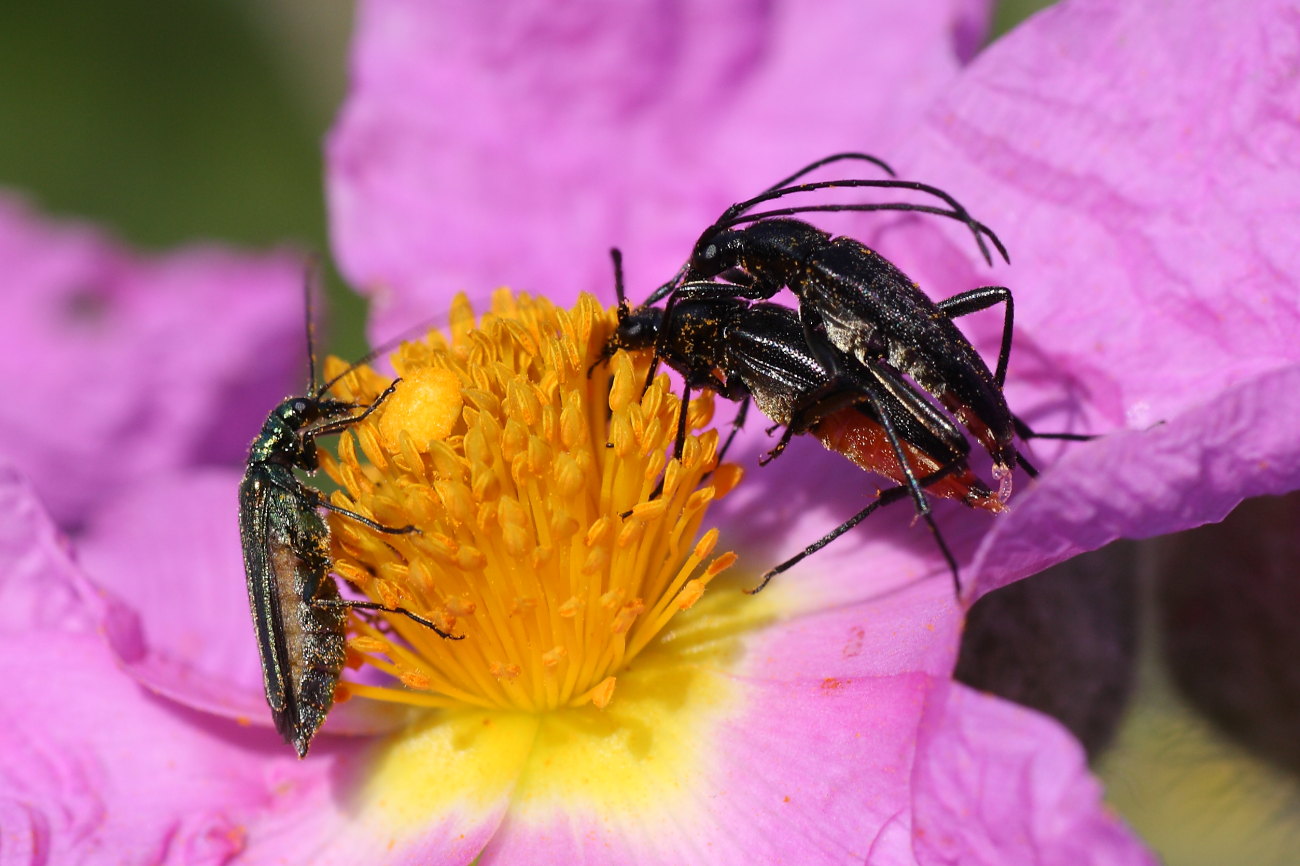 Coppia di cerambicidi (Stenurella nigra) in accoppiamento