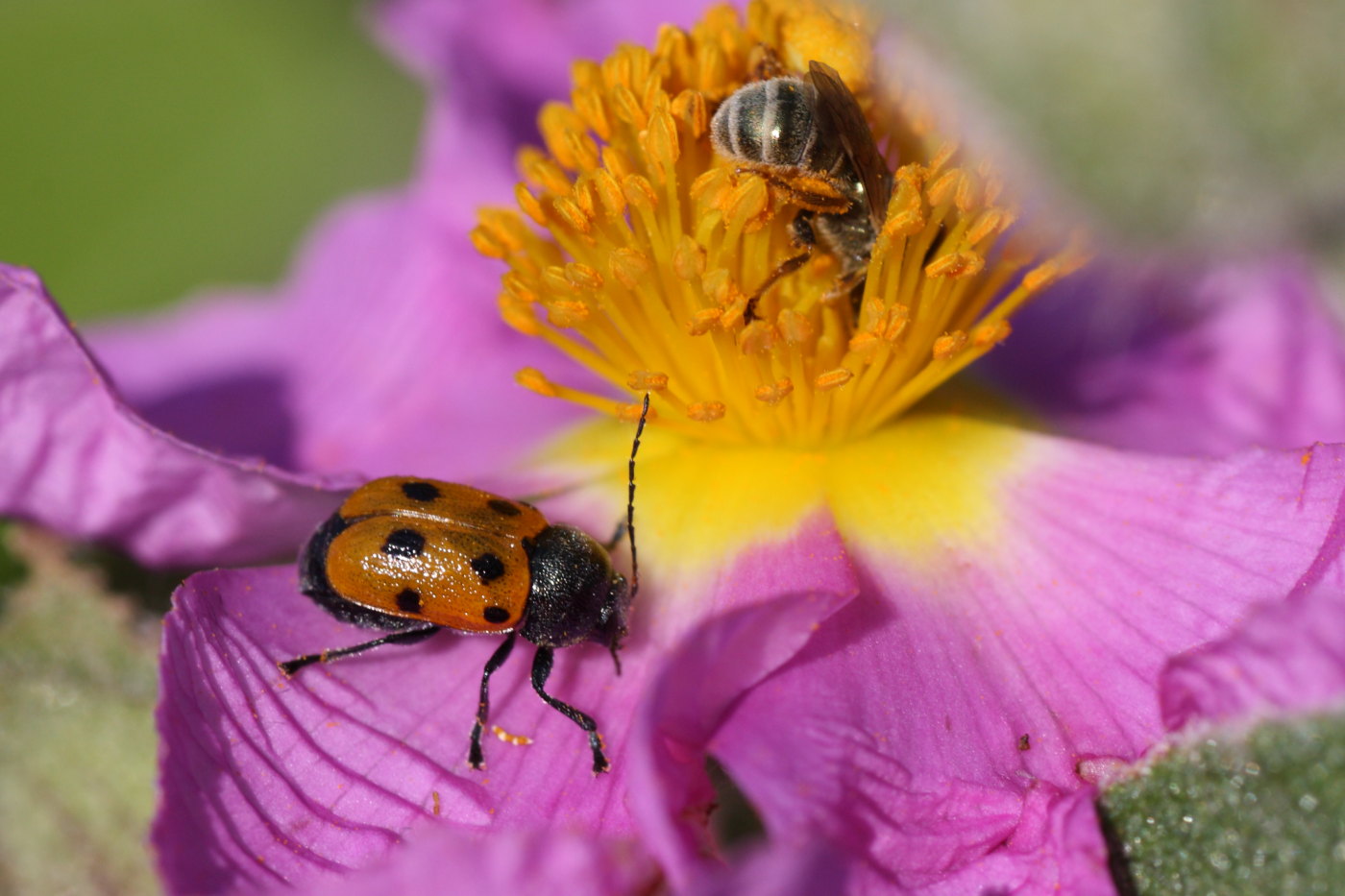 Cryptocephalus etruscus