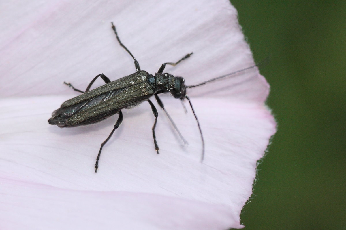 Oedemera cfr atrata