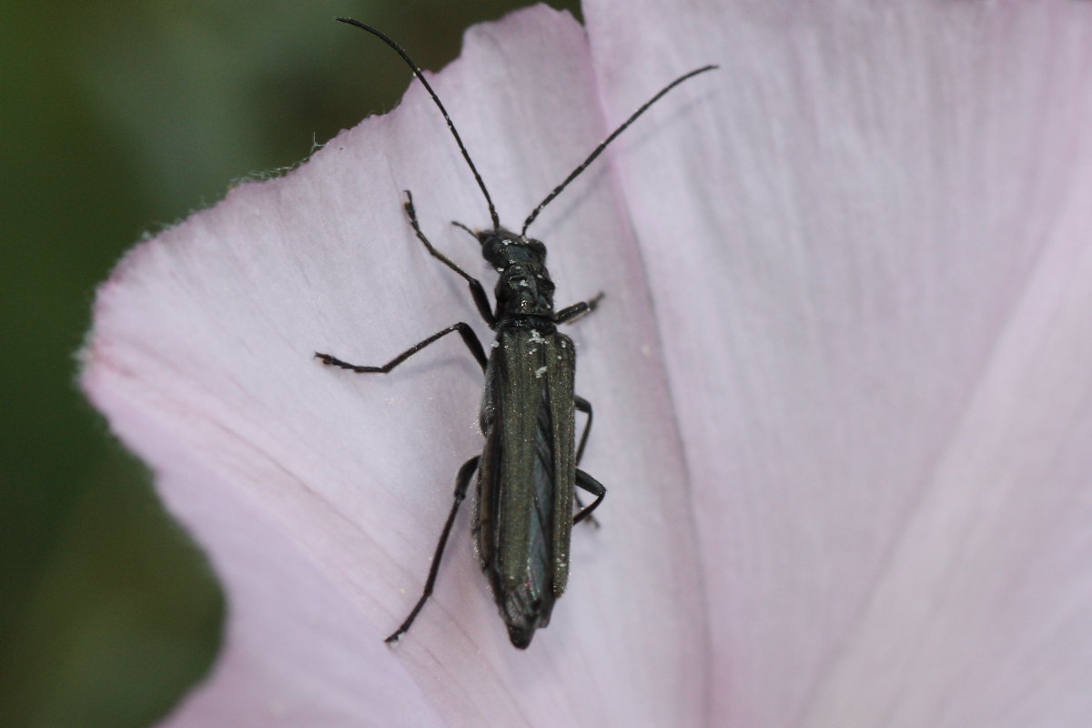 Oedemera cfr atrata