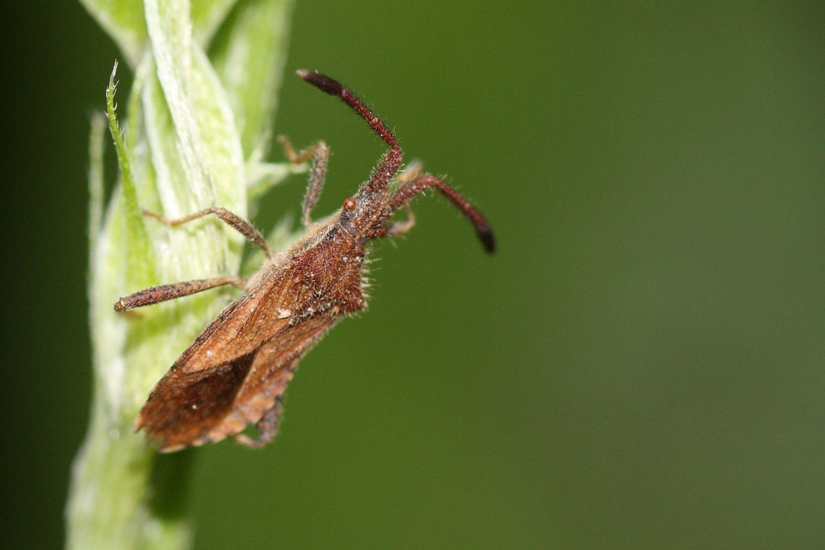 Coreidae: Coriomeris cf. denticulatus/affinis delle Marche