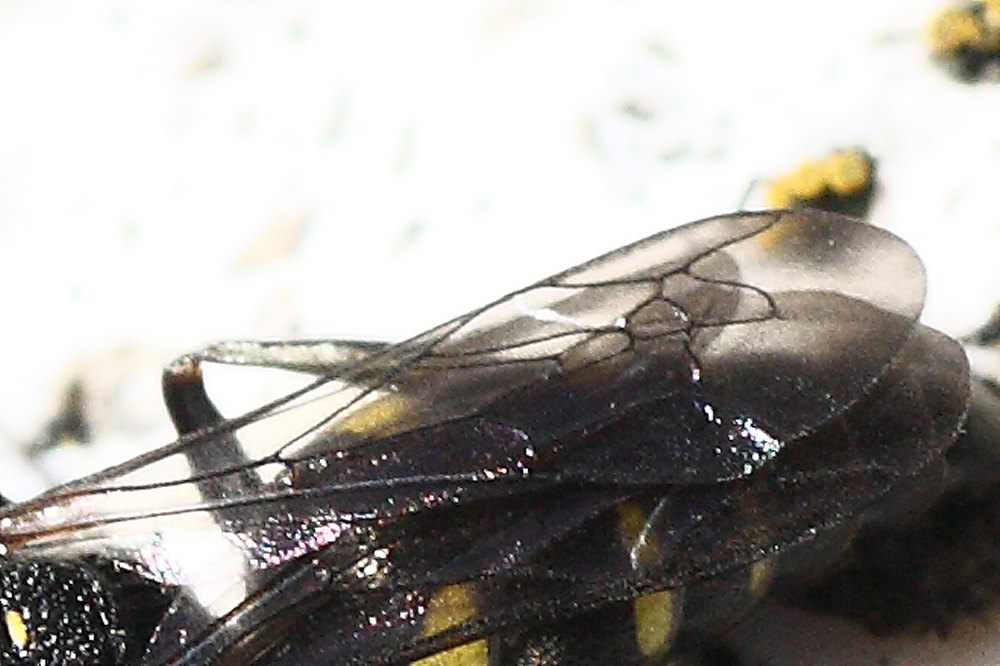 Nysson trimaculatus (Crabronidae)